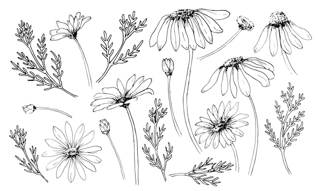 Sketch of Chamomile set Engraved blooming Daisy flowers Hand drawn vector drawing with wild herbs in vintage style