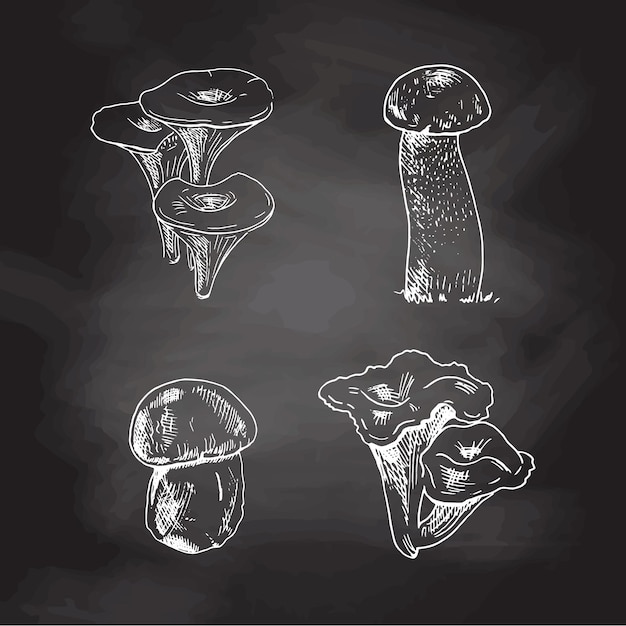 Sketch Collection of different mushrooms, White sketch isolated on black chalkboard