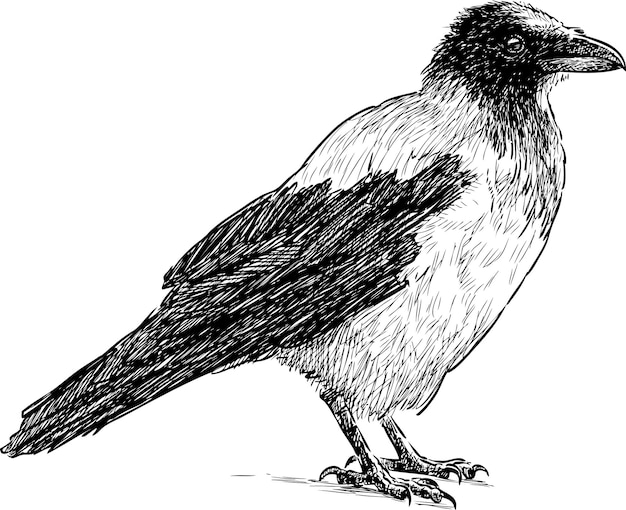 Sketch of a crow