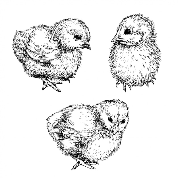 Sketch Cute chick. Hand drawn graphic illustration of little bird, chicken. Ink drawing.