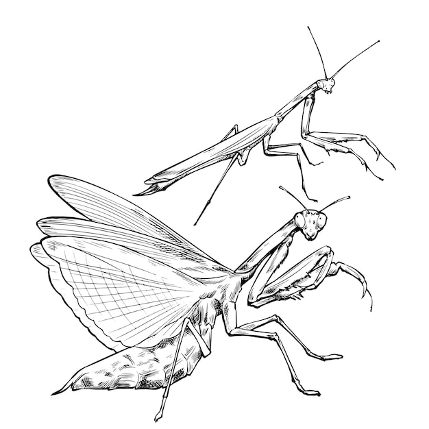 Sketch design of illustration Praying mantis on White background