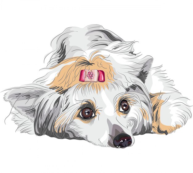 Vector sketch dog chinese crested breed