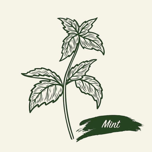 Vector sketch drawing of a branch of mint