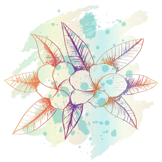 Sketch drawing of frangipani flower