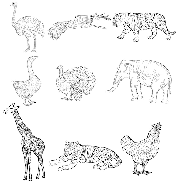 Vector sketch elephant tiger eagle rooster giraffe ostrich turkey goose chicken on a white background vector illustration