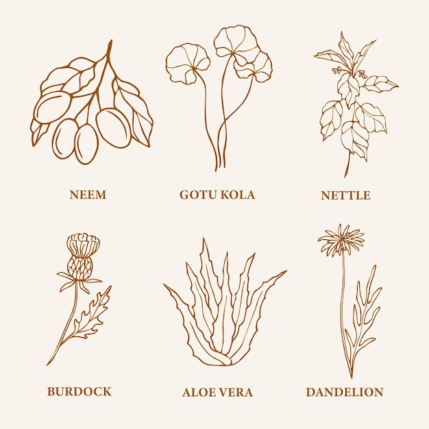 Sketch essential oil plants and flowers