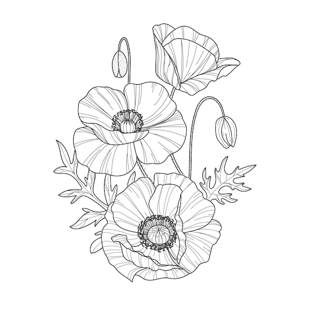 Sketch of flower botany collection Drawings of poppy flowers