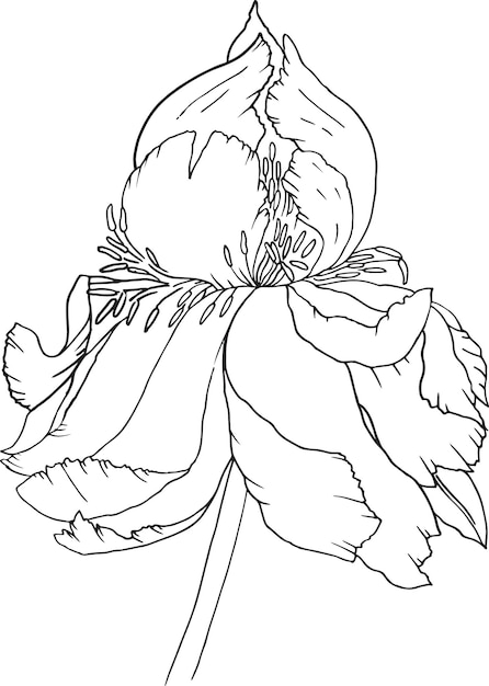 Sketch flower gray white black flora botanic