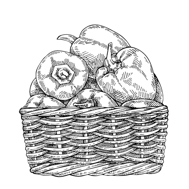 Sketch Fresh peppers in wicker basket. Hand drawn sweet bell peppers.