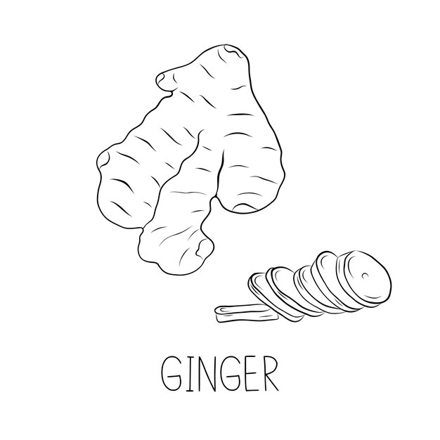 Vector sketch ginger root and sliced ginger simple vector illustration in doodle style