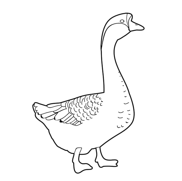 Sketch of a goose on a white background