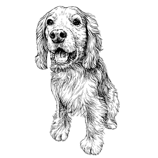 Sketch happy cocker spaniel puppy Hand drawn english cocker spaniel dog