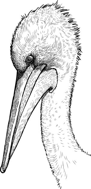 Vector sketch of head wild white pelican