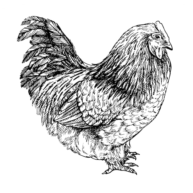 Sketch Hen. Hand drawn realistic chicken. Ink engraved illustration