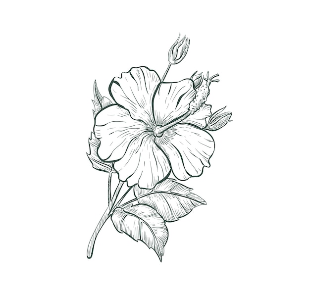 Sketch Hibiscus flower isolated retro sign Tropical flower Hibiscus sketch illustration