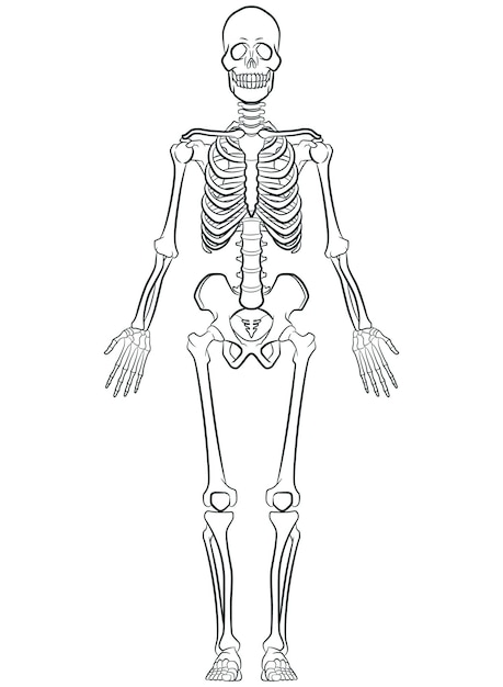 Sketch Human Biology Skeleton System Diagram