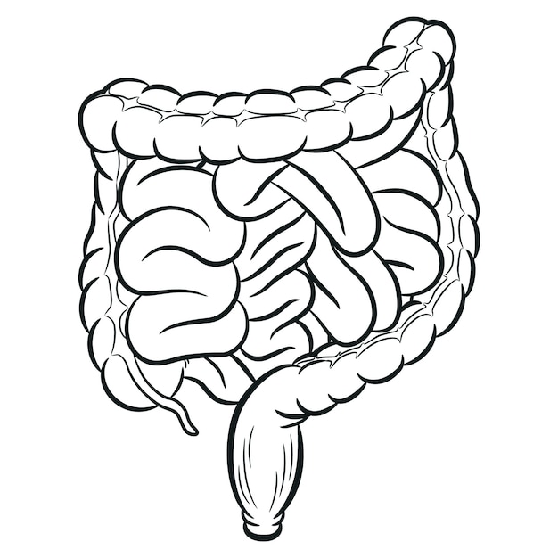 Vector sketch human intestine tracts digestion colon viscera