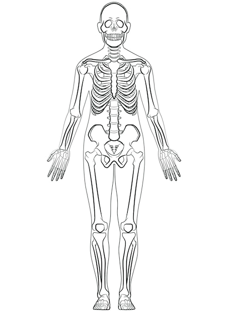 Sketch Human Skeleton Inside Body Contour