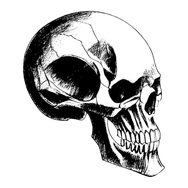 Sketch of the human skull on a white background