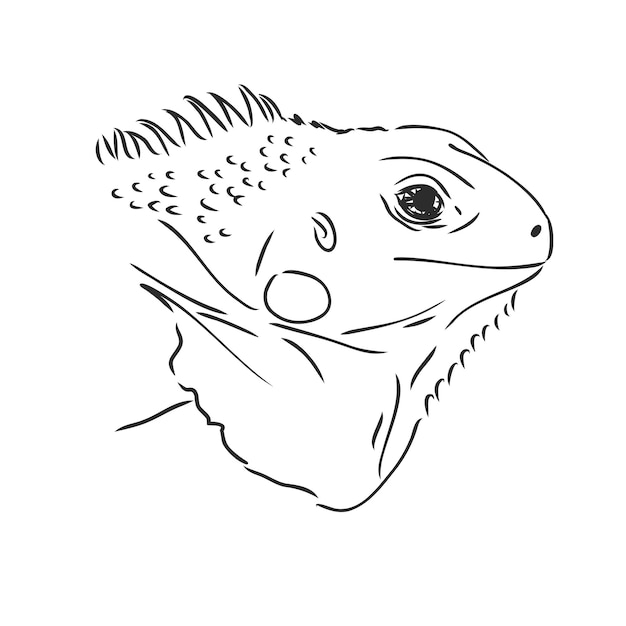 Sketch of iguana. Hand drawn illustration converted to vector. iguana vector sketch illustration