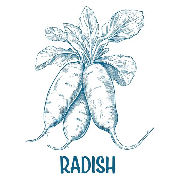 Vector sketch illustration of drawn radish