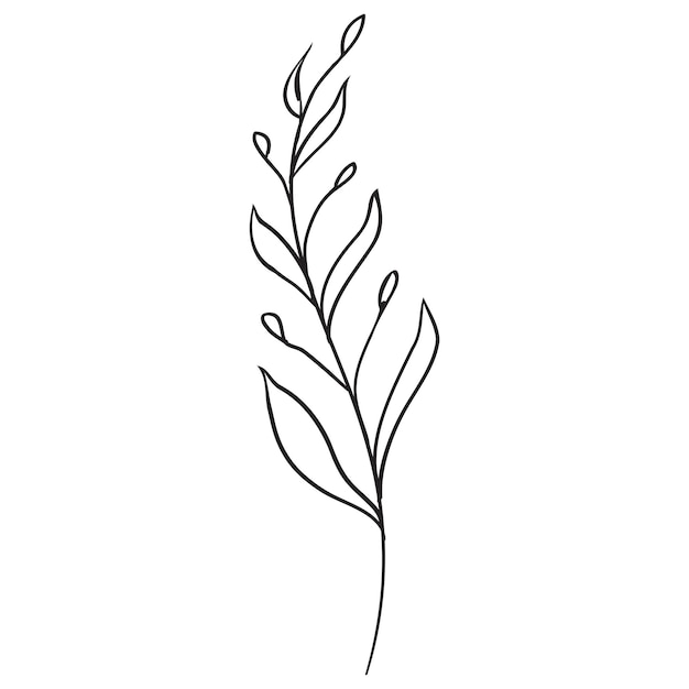 Sketch a leaf branch by hand on an isolated background.