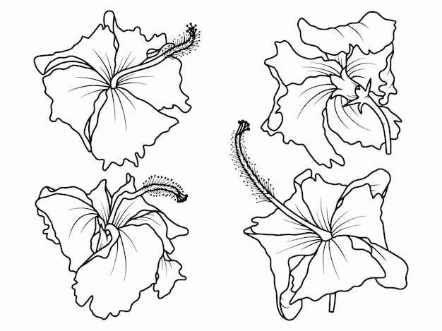 Sketch line art hibiscus flowers