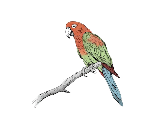 Vector sketch of a parrot on a branch in color vector illustration design