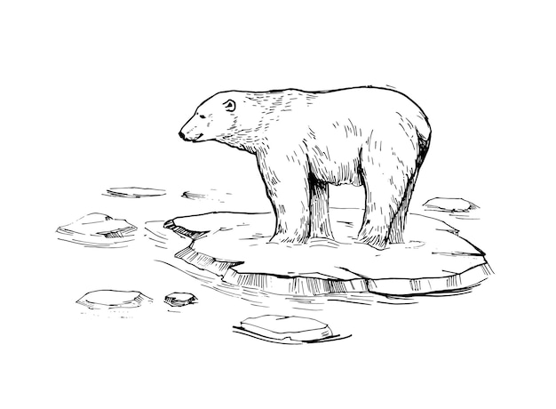 Sketch of polar bear. Hand drawn illustration Isolated on white