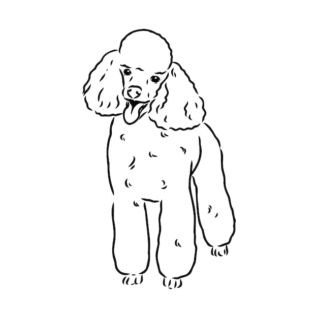 Sketch of poodle dog breed black outline on transparent background