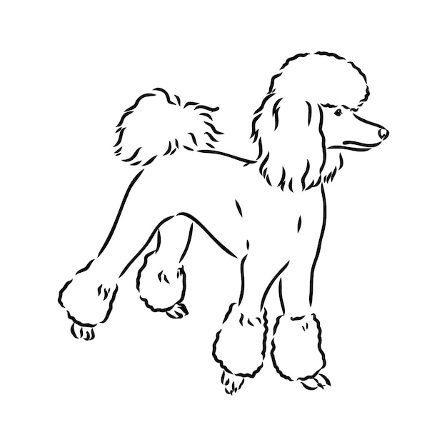 Sketch of poodle dog breed black outline on transparent background