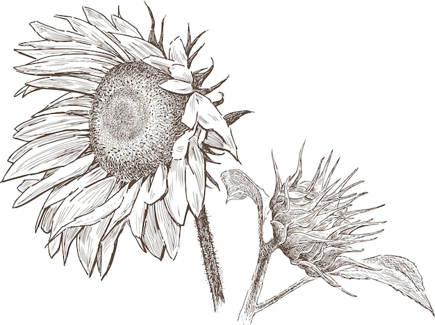 Sketch of ripe sunflower with bud