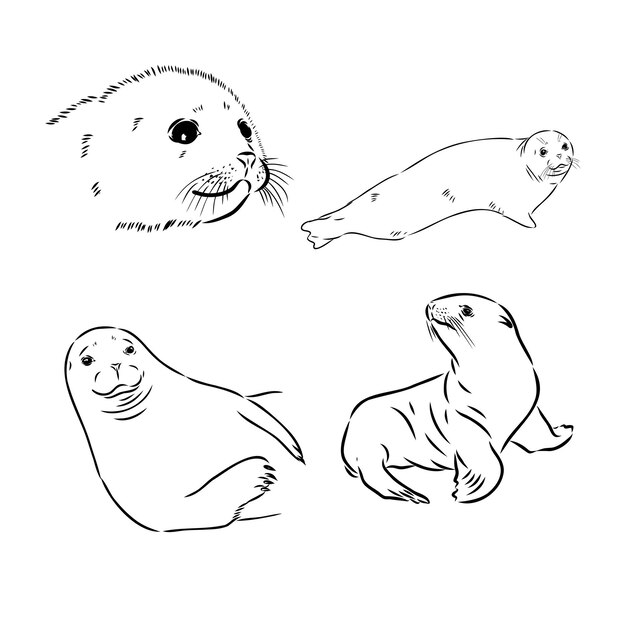 Vector sketch of a seal hand drawn sketch converted to vector