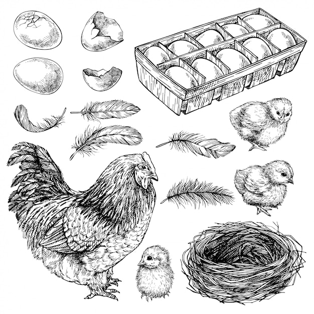 Sketch set of Hen, chick, and eggs. Hand drawn realistic chicken. Ink engraved graphic illustration of little bird, chicken and eggs.