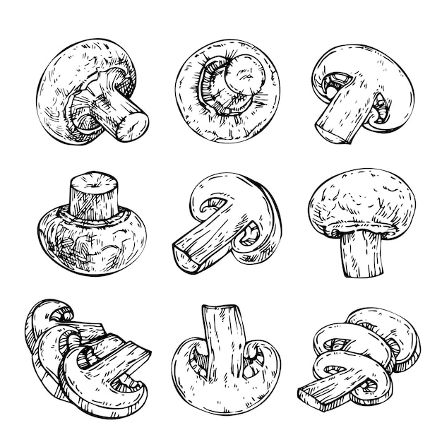 Sketch set of mushrooms ink engraved champignon hand drawn illustration