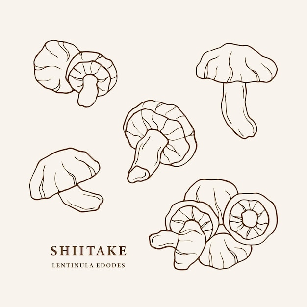 Sketch shiitake mushrooms illustration