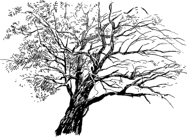 Sketch of silhouette old deciduous bare tree in autumn park