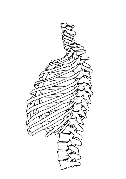 Vector sketch of the skeleton of the chest on a white background vector