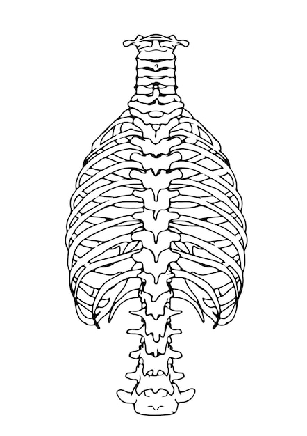 Vector sketch of the skeleton of the chest on a white background vector