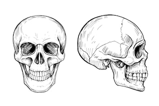 Skull drawings