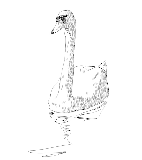 Sketch swan