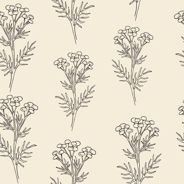 Sketch tansy flower seamless pattern