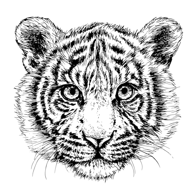 Sketch tiger portrait Hand drawn ink illustration Black and white tiger head 2022 New Year