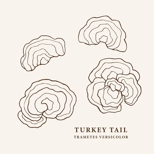 Sketch turkey tail mushroom illustration