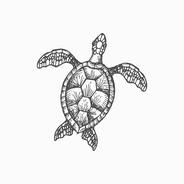 Sketch turtle isolated wood tortoise sea reptile