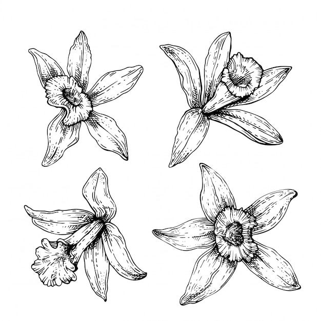 Sketch Vanilla flower set. Hand drawing orchid isolated on white background. Kitchen herbs and spices