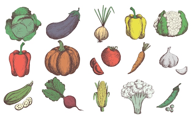 Sketch vegetables set. Vintage hand drawn garden vegetable collection. pumpkin. tomato, carrot, cabbage, zucchini, pepper, cauliflower, beet vector set.