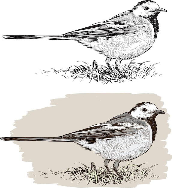 Sketch of a wagtail