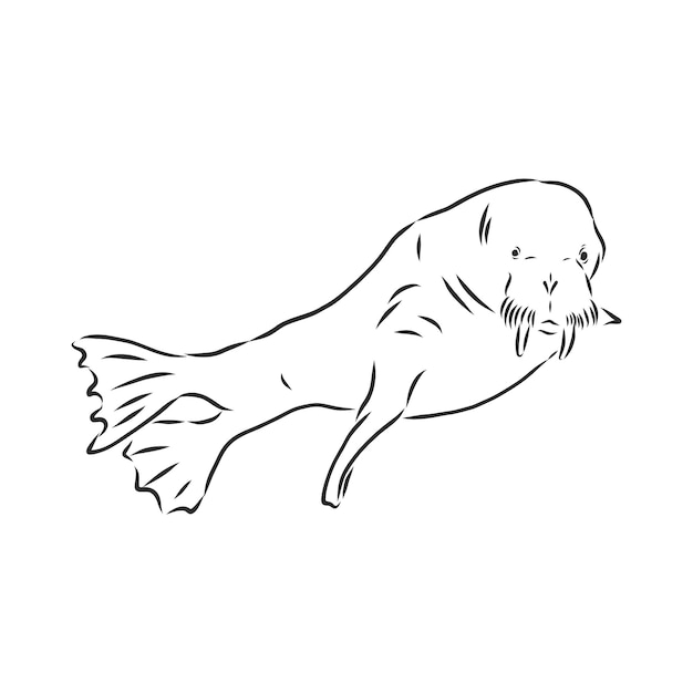 Sketch of a walrus. Hand drawn illustration converted to vector. walrus vector sketch illustration