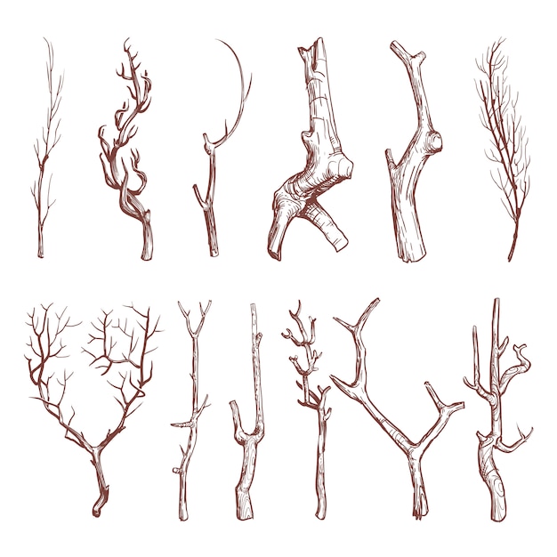 Vector sketch wood twigs